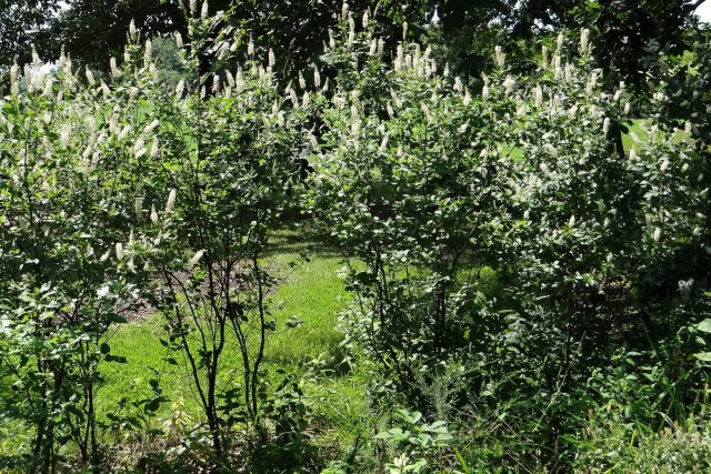 Клетра (Clethra alnifolia), сорт «Септембер Бьюти» (September Beauty)