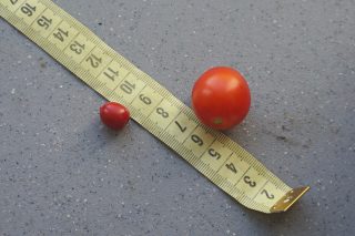 Слева — плод паслена гулявниколистного, справа — томат черри 