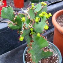 Молочай крупнорогий (Euphorbia grandicornis)