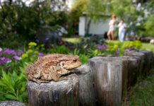 О жабах в жизни садоводов — с любовью