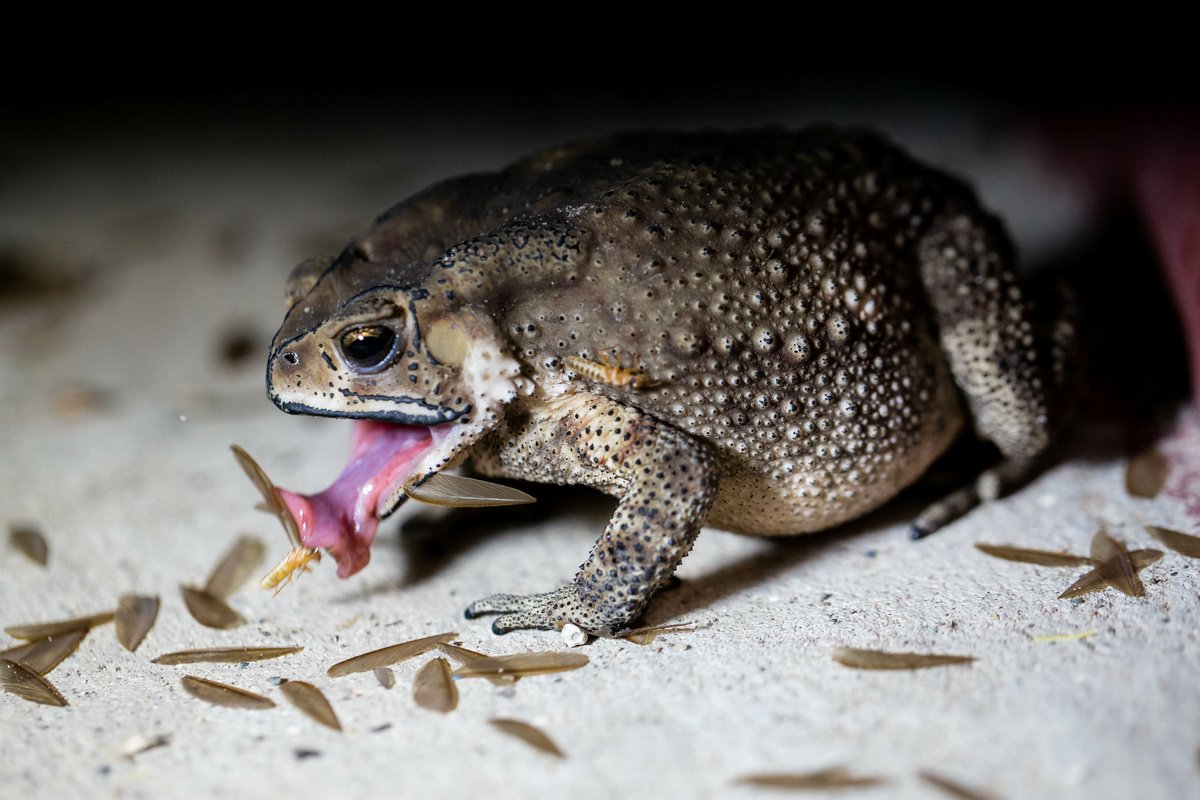 Какой вид лягушек едят. Колхидская жаба. Среднеазиатская жаба. Жаба Бломберга. Жаба пупырчатая.