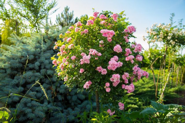 Růžový strom – rysy pěstování standardní květiny