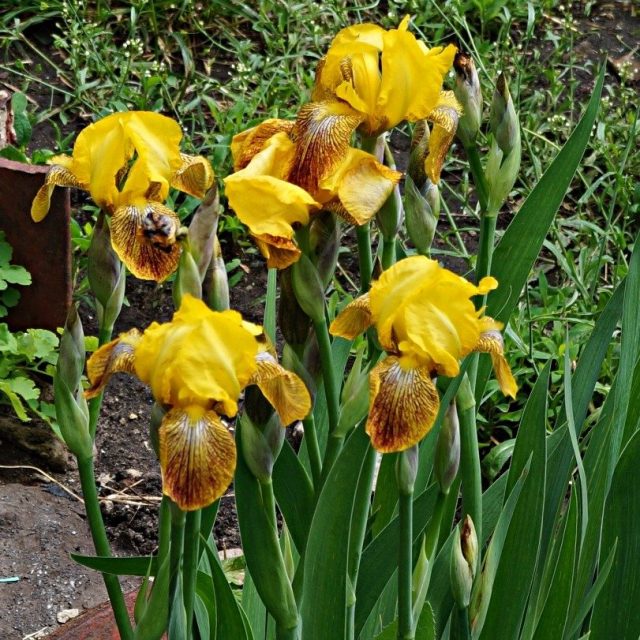 Один из старейших сортов ириса (Iris)