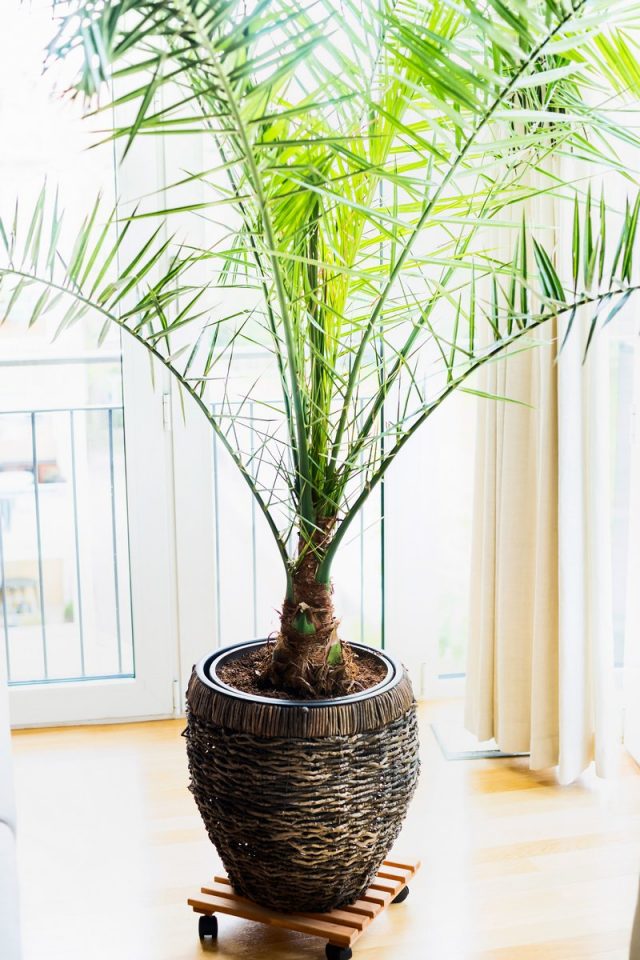 Финиковая пальма обожает свежий воздух