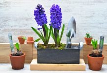 5 секретов выращивания гиацинтов в комнате
