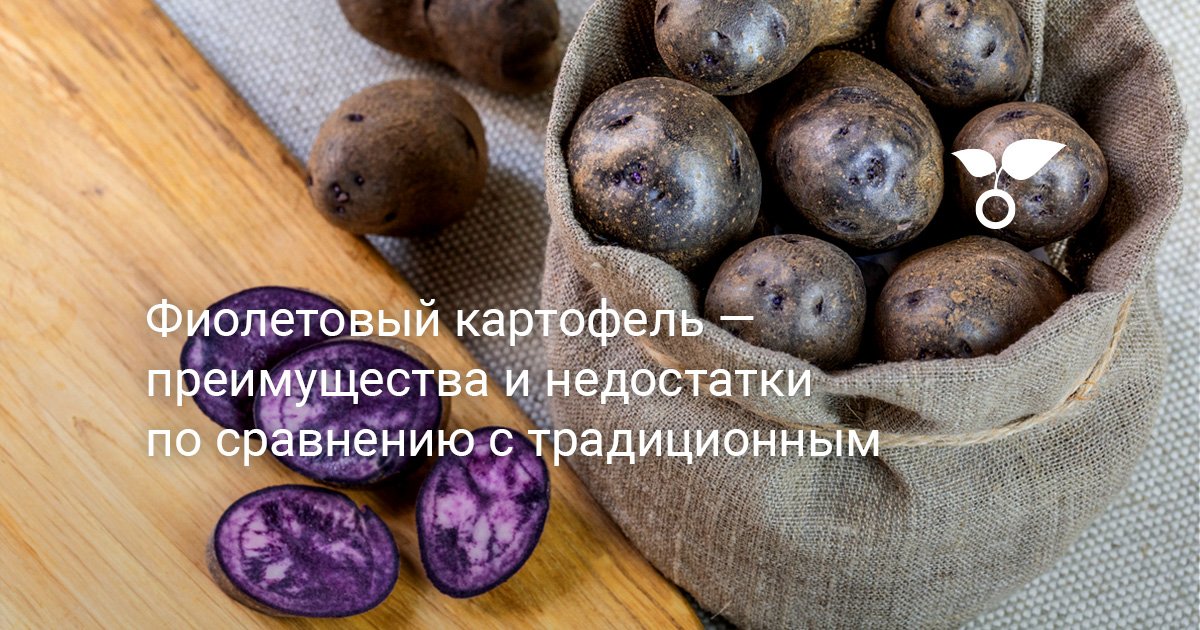 Фиолетовый картофель — преимущества и недостатки по сравнению страдиционным. Особенности выращивания и приготовления. Фото — Ботаничка