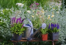 Как правильно ввести лекарственные травы в сад?