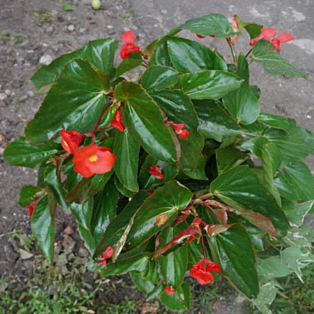 Бегония «Драгон Винг» (begonia x hybrida 'Dragon Wings'), расцветка 'Red'