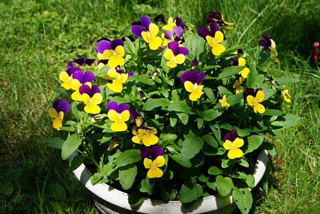 Виола триколор, или Виола трехцветная (Viola tricolor), также известна как «Джонни-джамп» (Johnny Jump Ups)