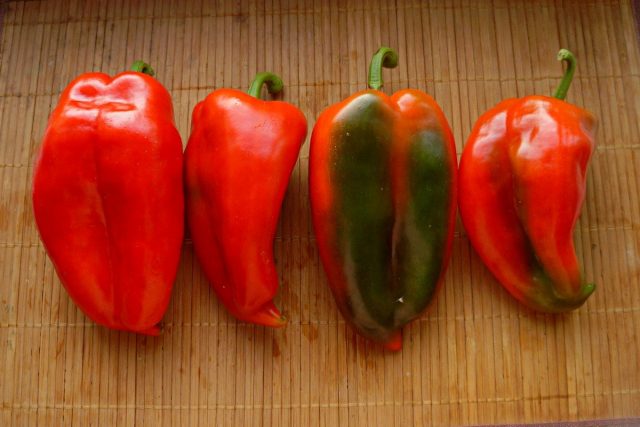 Сладкие перцы сербской селекции — 6 самых вкусных сортов. Описания и ...