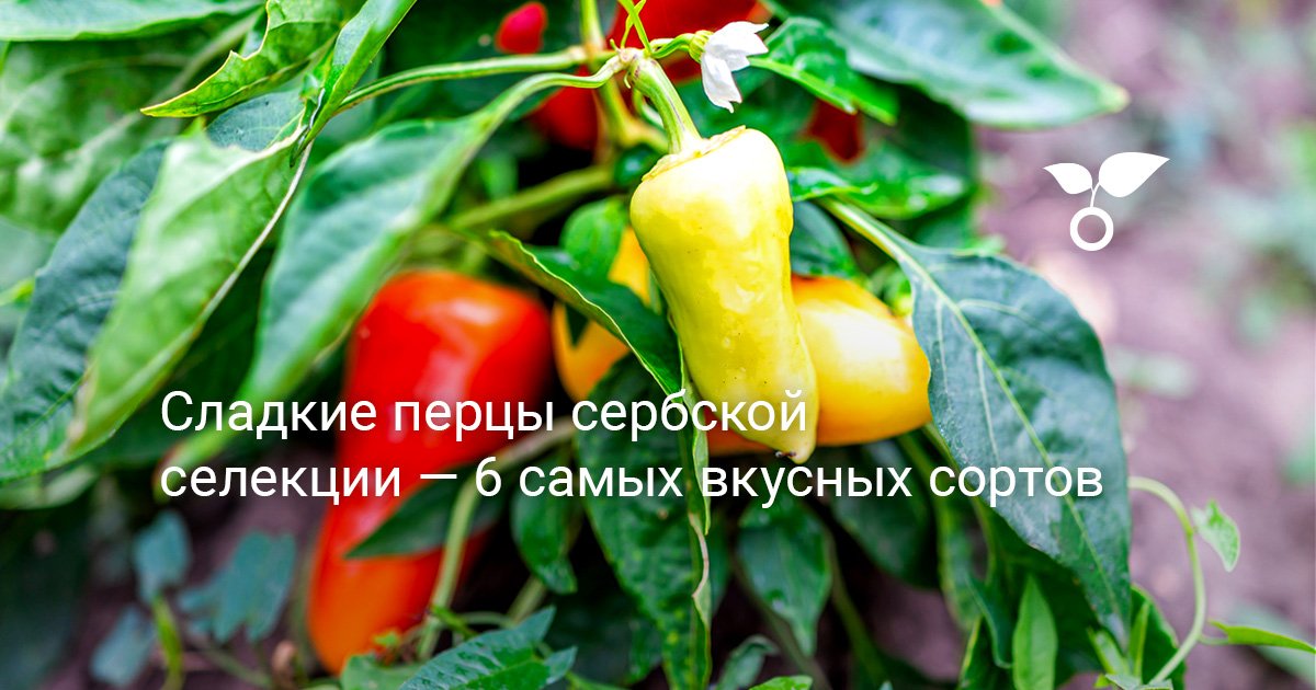 Сладкие перцы сербской селекции — 6 самых вкусных сортов. Описания и ...