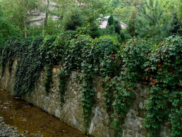 Плющ и девичий виноград — самые популярные «зелёные стены»