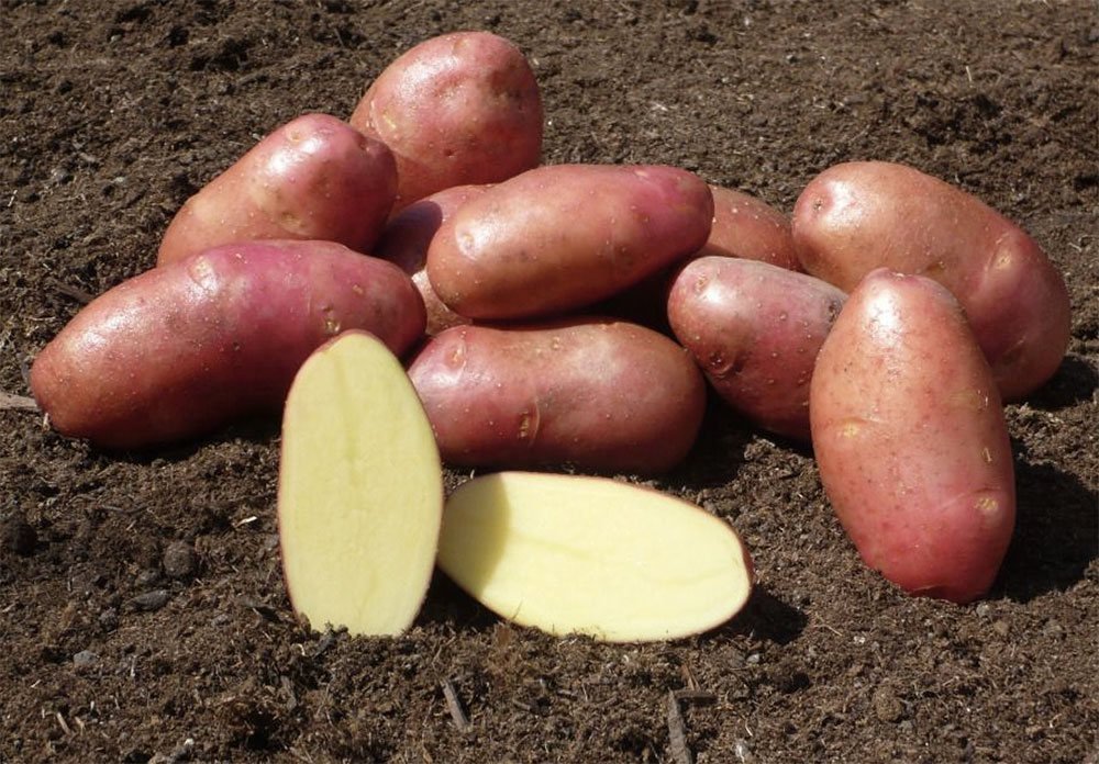Сорта розового картофеля