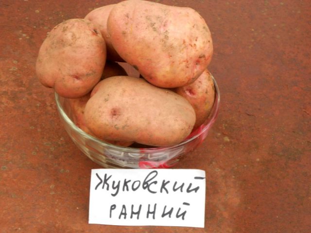 Картофель «Жуковский»