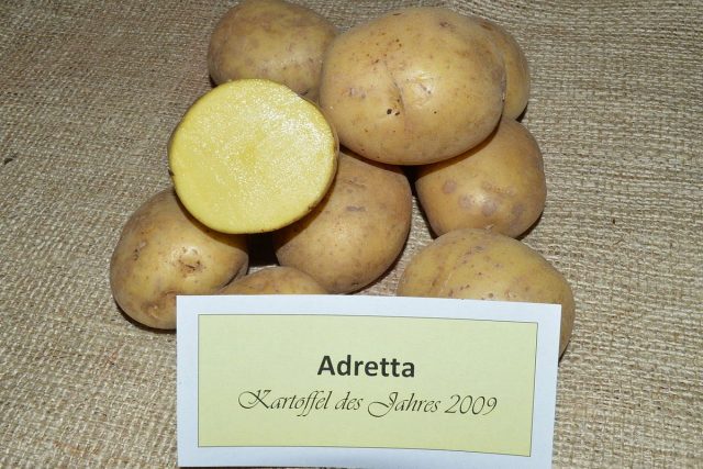 Картофель «Адретта» (Adretta)