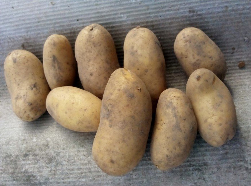 Сорта картофеля для Нижегородской области названия, фото, описание