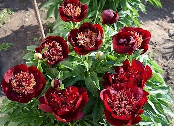Paeonia-Chocolate-Soldier-1