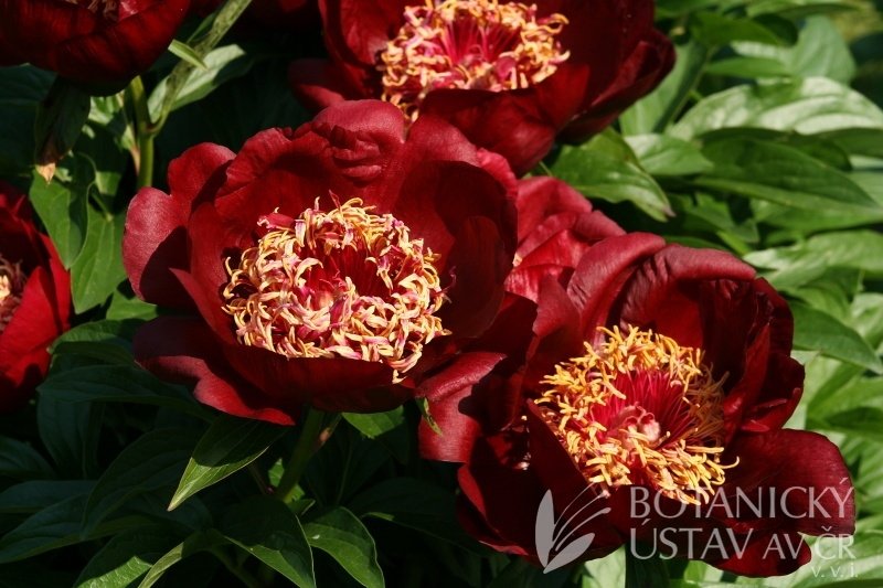 Paeonia-Chocolate-Soldier-3