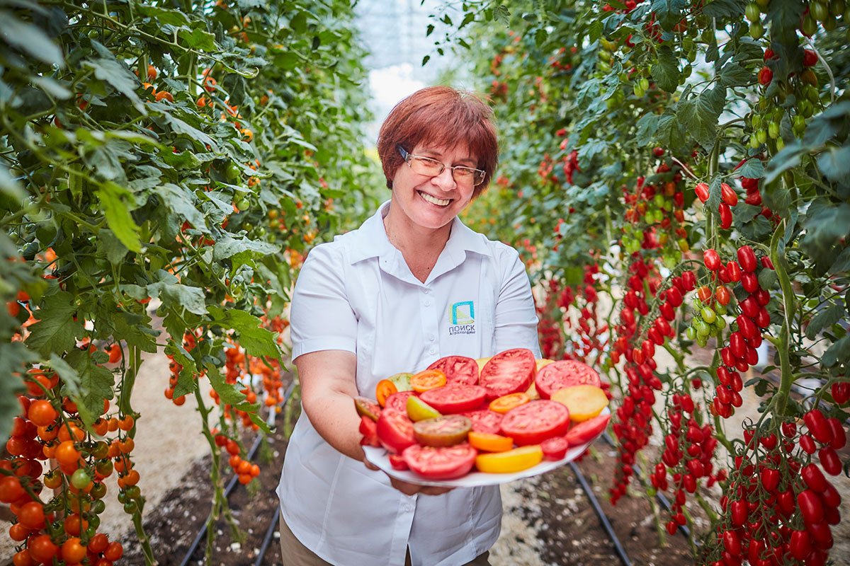 Самые устойчивые к болезням томаты от Агрохолдинга «ПОИСК» — Ботаничка