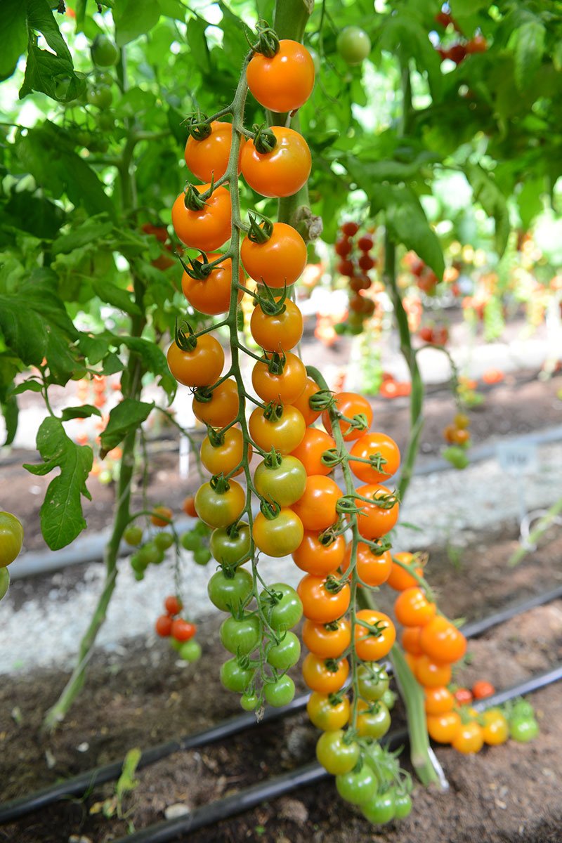 Выгодные сорта томатов для сада