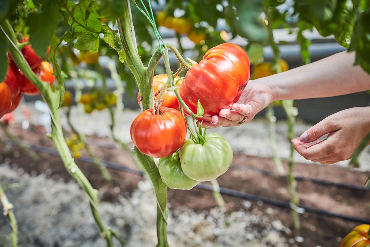 Самые устойчивые к болезням томаты от Агрохолдинга «ПОИСК» — Ботаничка