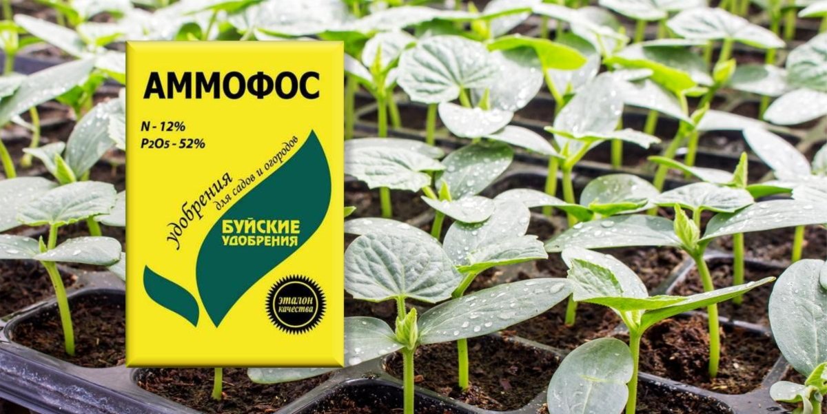 Аммофос — Ботаничка