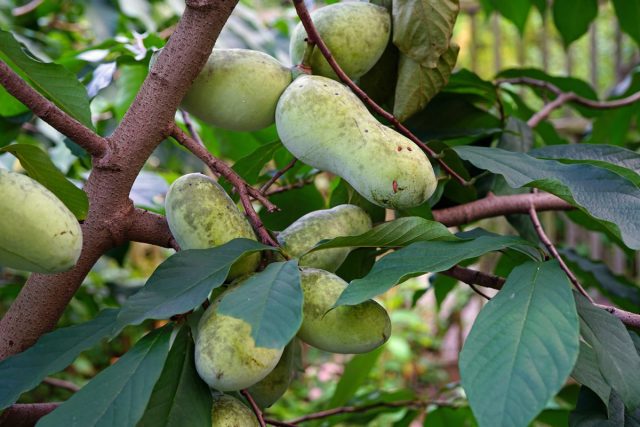 Азимина — банановое дерево, которое может расти и в вашем саду