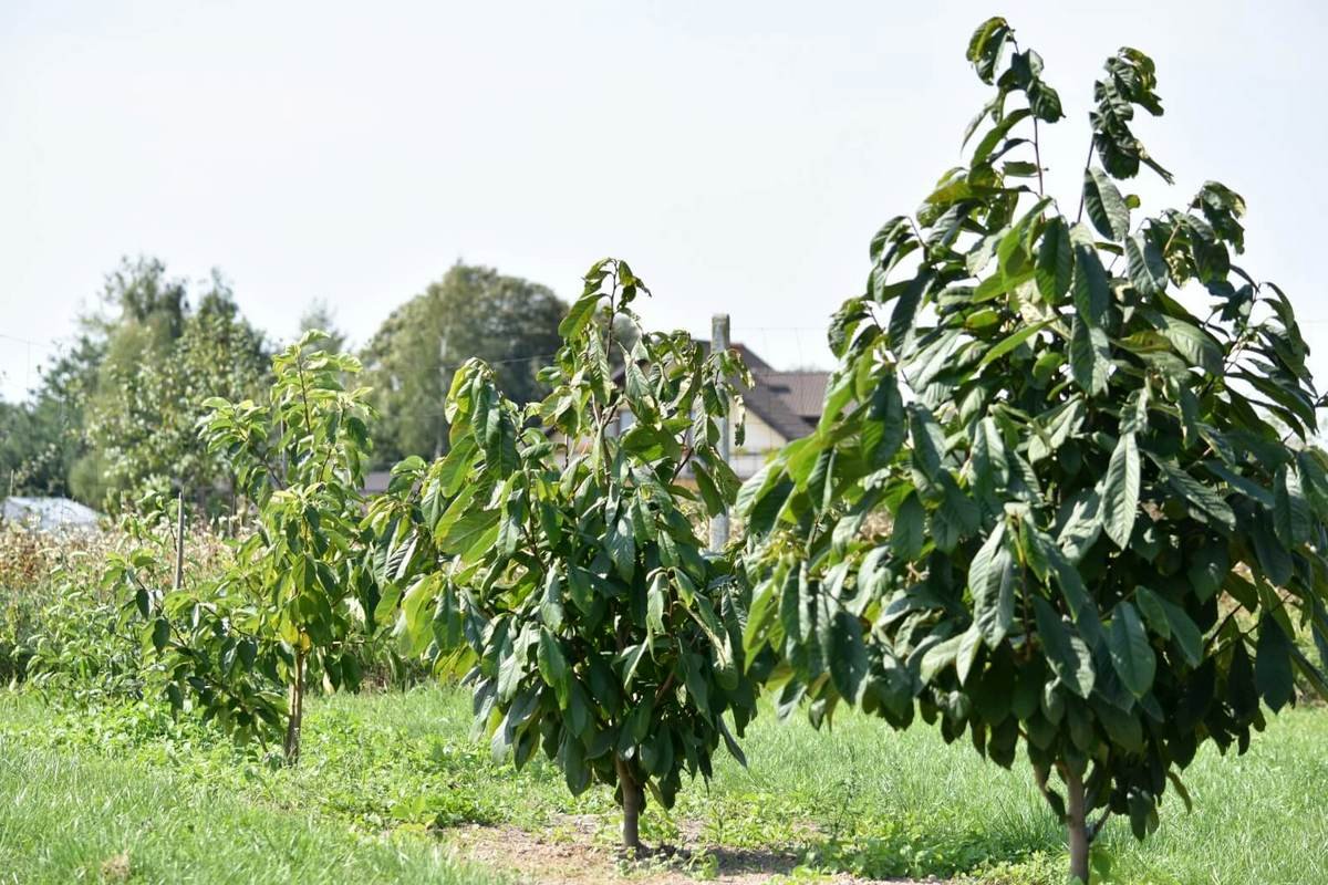 Азимина (29 фото): трехлопастная и другие разновидности бананового дерева. Описание фрукта. Выращивание растения в Крыму и других регионах