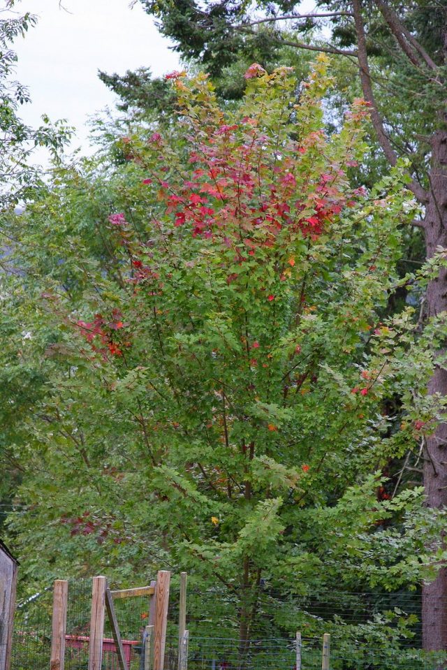 Осенью зелёная листва красного клена приобретает яркие оттенки