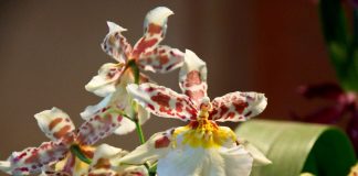 Комнатная камбрия — пёстрая орхидея-звездочка