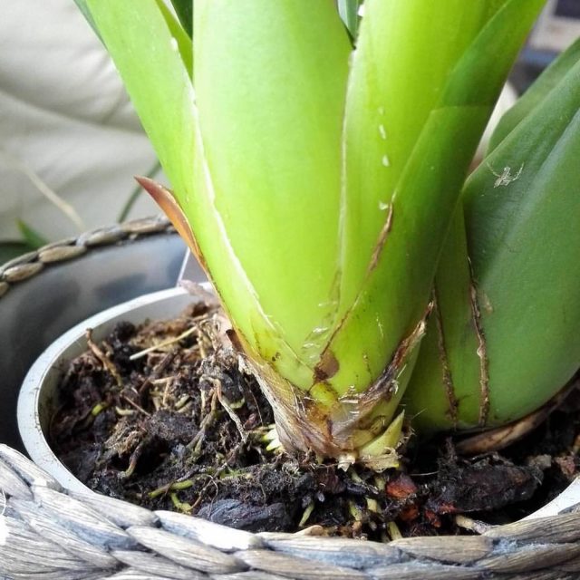 Менять емкости у камбрии нужно как можно реже, когда орхидея перерастает