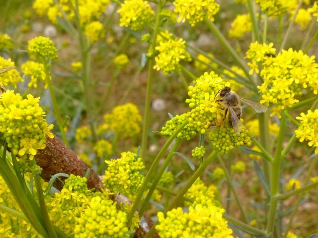 В диких условиях пчёлы не собирают мёд с одного вида растений