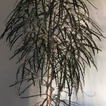 Шеффлера изящнейшая (Schefflera elegantissima) 