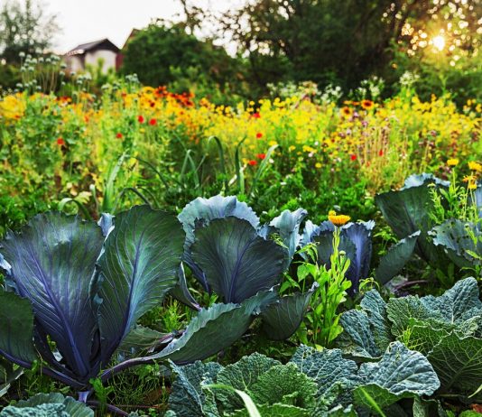 Овощи и цветы на грядке — как сделать огородную жизнь цветущей?