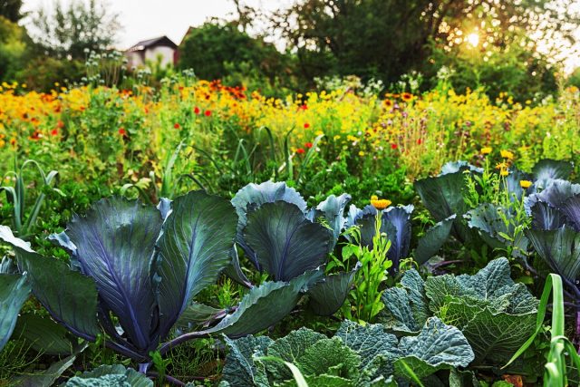Овощи и цветы на грядке — как сделать огородную жизнь цветущей?