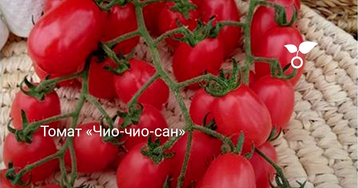 Коктейльный томат «Чио-чио-сан» — Ботаничка