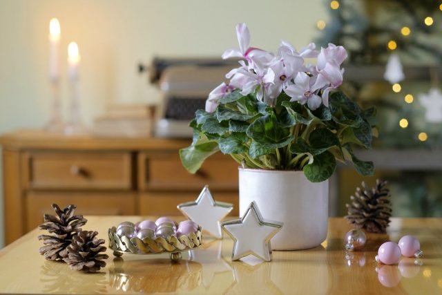 Цветущие комнатные растения к Новому году и Рождеству