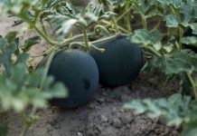 5 необычных и вкусных арбузов, которые я выращивала в прошлом сезоне