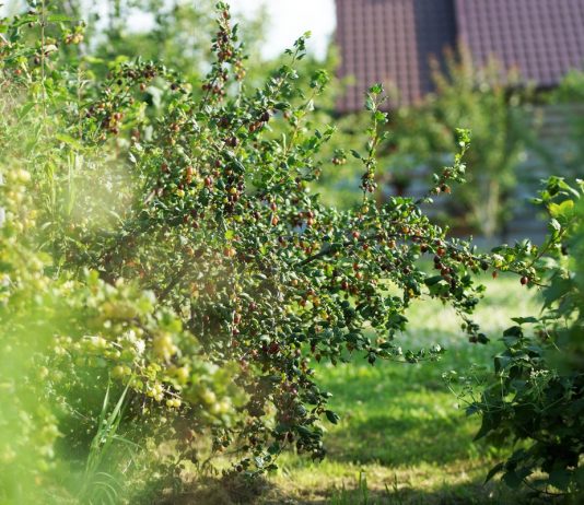 5 ягодных кустарников, на которых обязательно поселится тля