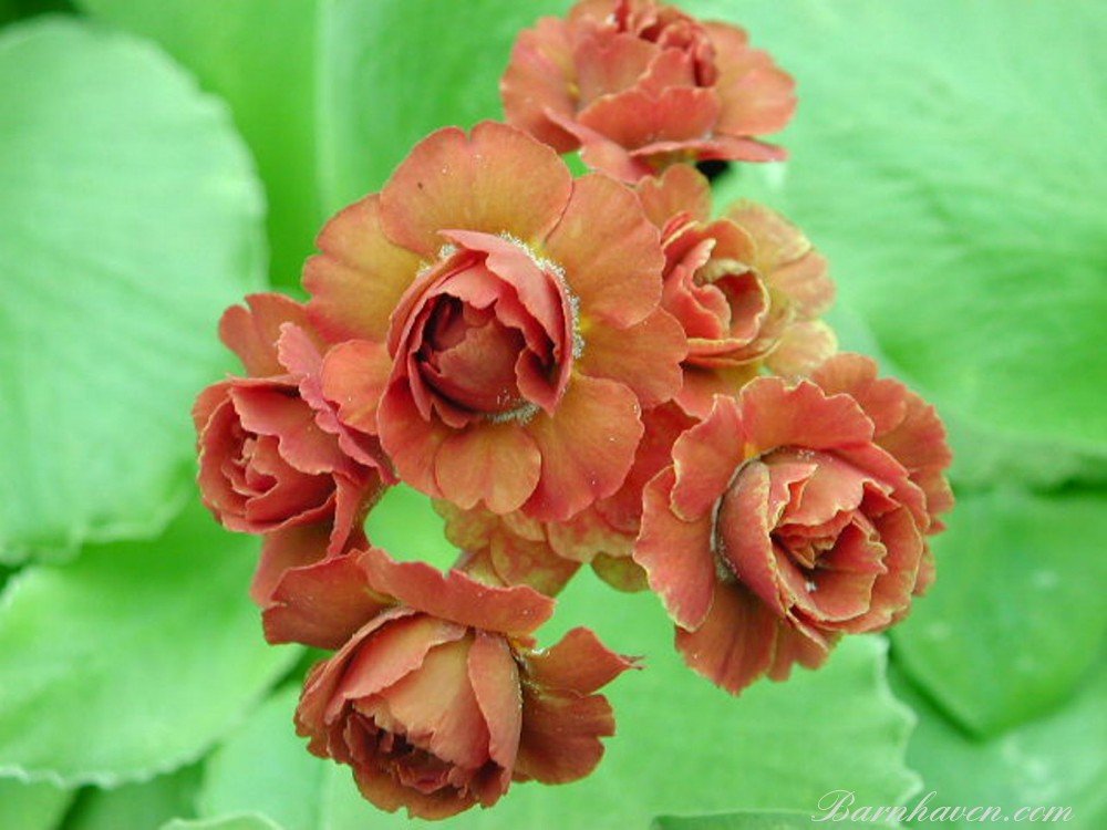 Первоцвет ушковый, или Примула ушковая «Синнамон» (Primula auricula 'Cinnamon')