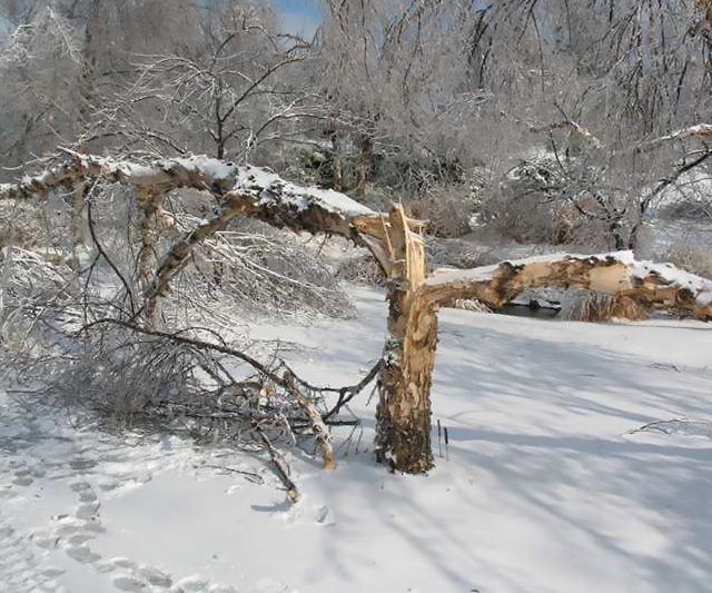 Сломанное дерево под тяжестью снега и льда