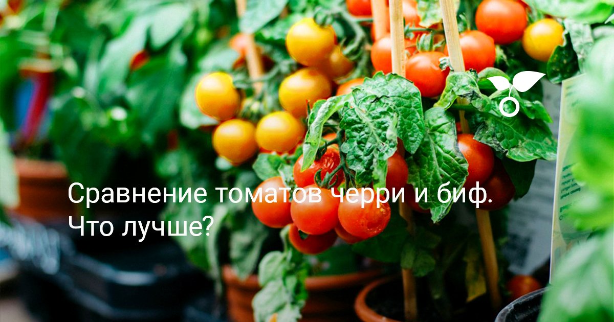 Сравнение томатов черри и биф. Что лучше? — Ботаничка