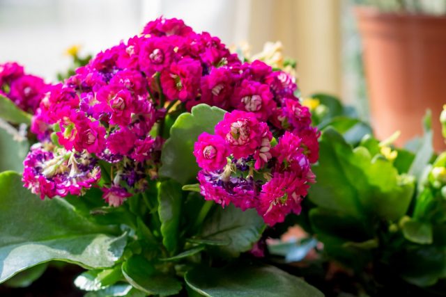 Каланхоэ «Каландива» для полноценного цветения нуждаются в наиболее ярком освещении