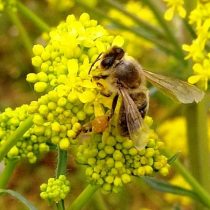 Пчела на цветках вайды (Isatis tinctoria).