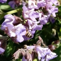 Пчела в цветке шалфея (Salvia officinalis)