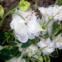 Пчела прокалывает шпорец аквилегии (Aquilegia) 