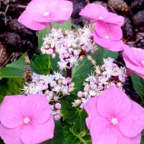 Пчела на гортензии (Hydrangea)