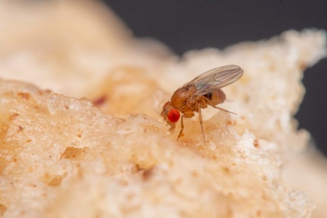 Обычная плодовая муха (Drosophila melanogaster)