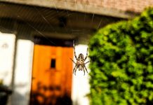 Пауки — реабилитация, или Почему пауки нужны садоводу?