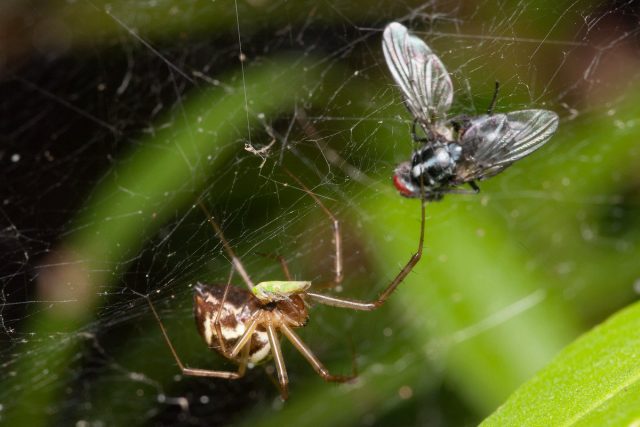 Ежегодно пауки изводят более полмиллиарда тонн насекомых